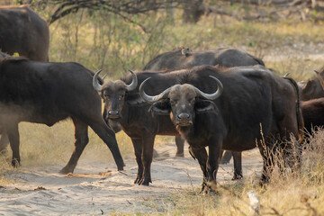 Obraz premium Erbivori in BWA