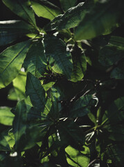 Rhododendron leaves, sunny September day