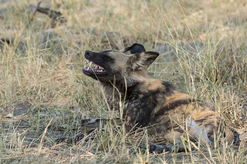 Fototapeta premium Wild dog in bwa