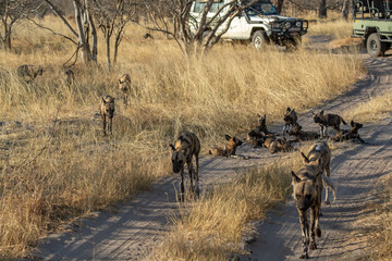 WILD DOG in bwa