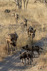 WILD DOG in bwa