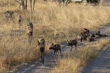 WILD DOG in bwa