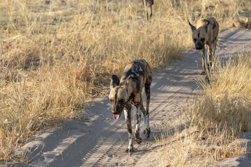 Fototapeta premium WILD DOG in bwa