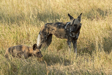 Fototapeta premium WILD DOG in bwa