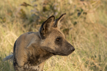 wild dog in bwa