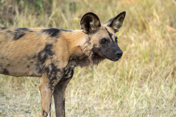 Fototapeta premium wild dog in bwa
