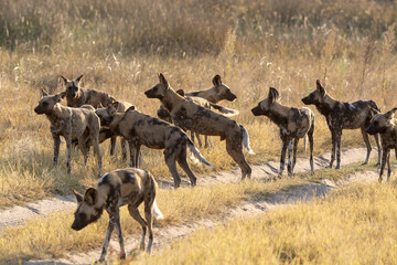 wild dog in bwa