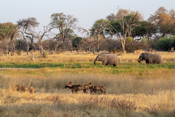 Fototapeta premium wild dog in bwa