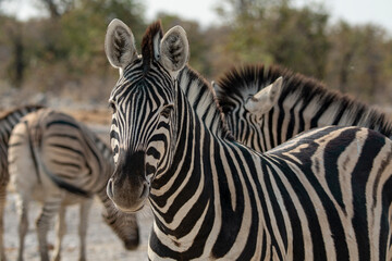 Fototapeta premium zebre , BWA
