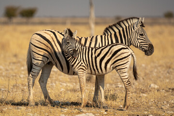 zebre , BWA