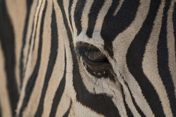 zebre , BWA