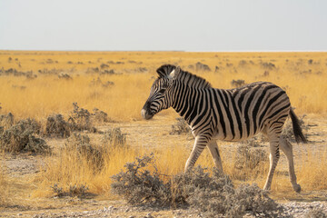 Obraz premium zebre , BWA