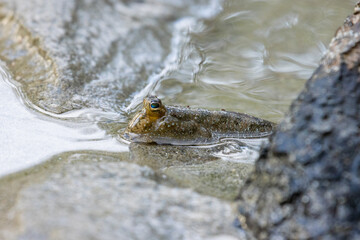 Close-up on a beautiful mudskipper (oxudercinae) in daintree rainforest national park in queensland, australia; the unique wildlife of daintree tropical rainforest