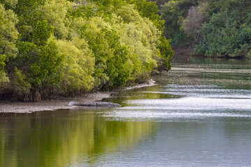 massive saltwater crocodile resting on the sand on the bank of the mowbray river near daintree...
