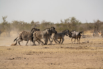 Zebre,  BWA