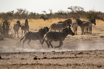 Zebre,  BWA