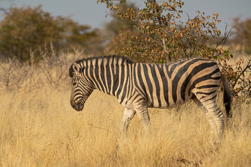 Zebre,  BWA