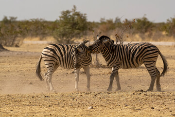 Zebre,  BWA