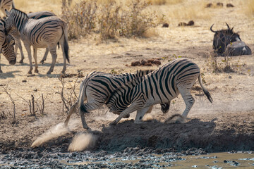 Obraz premium Zebre, BWA