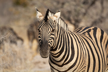 Zebre,  BWA