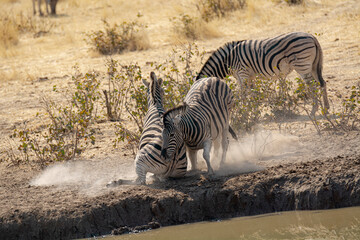 Obraz premium Zebre, BWA