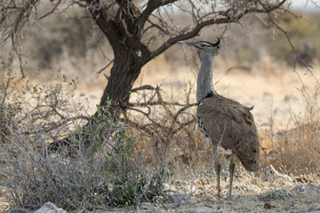 Rinoceronte in sout africa , Botswana