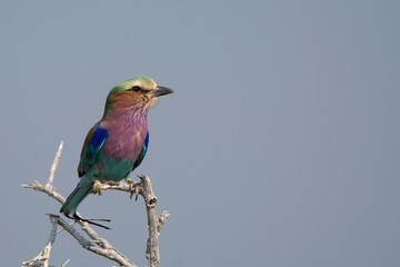 Rinoceronte in sout africa , Botswana