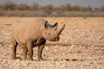 Fototapeta premium Rinoceronte in sout africa , Botswana