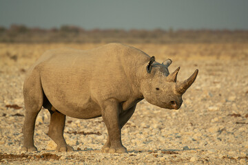 Obraz premium Rinoceronte in sout africa , Botswana