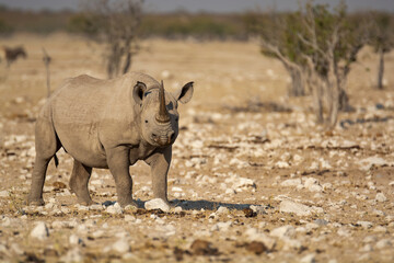 Fototapeta premium Rinoceronte in sout africa , Botswana