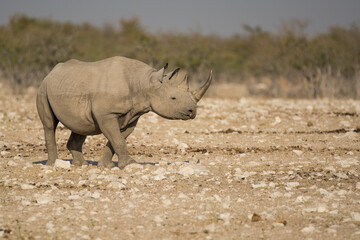 Fototapeta premium Rinoceronte in sout africa , Botswana