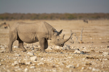 Rinoceronte in sout africa , Botswana