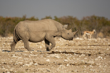 Fototapeta premium Rinoceronte in sout africa , Botswana