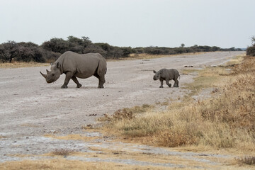 Fototapeta premium Rinoceronte in sud africa , Botswana