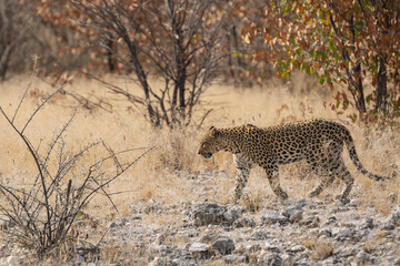 Leopard in BWA