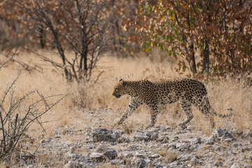 Leopard in BWA