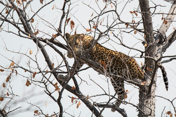 Leopard in BWA