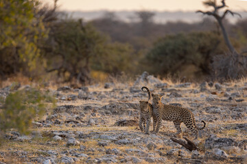 Leopard in BWA