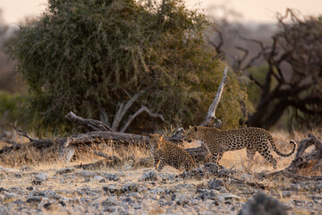 Leopard in BWA