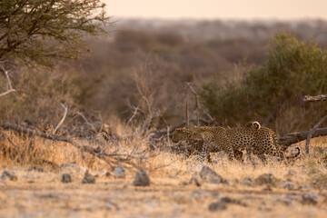 Leopard in BWA