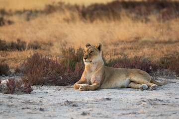 Lions in BWA