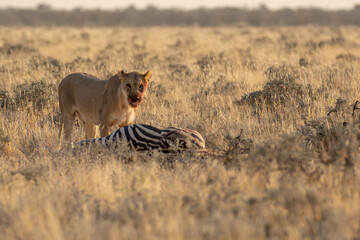 Lions in BWA