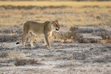 Lions in BWA