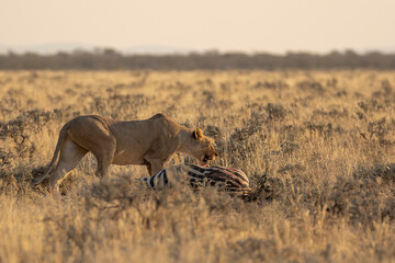 Lions in BWA