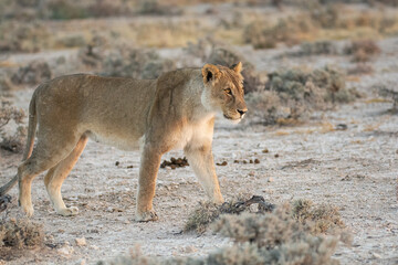 Lions in BWA