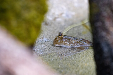Close-up on a beautiful mudskipper (oxudercinae) in daintree rainforest national park in queensland, australia; the unique wildlife of daintree tropical rainforest