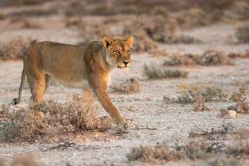 Lions in BWA