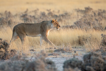Lions in BWA