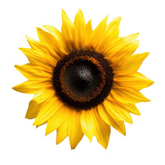 Obraz premium Bright yellow sunflower with a dark center stands out againsta transparent background