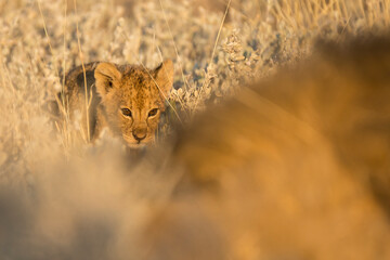 Lions in BWA